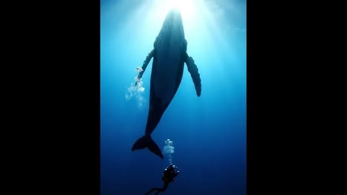 汤不热视频app - 深蓝星球：探索海洋深处的未知世界